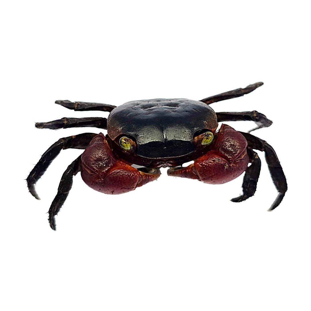 WC Red Apple Crab