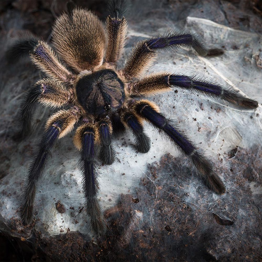 CB Socotra Island Blue Baboon tarantula