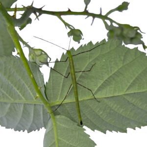 CB Turquoise Stick Insect "Peleng"