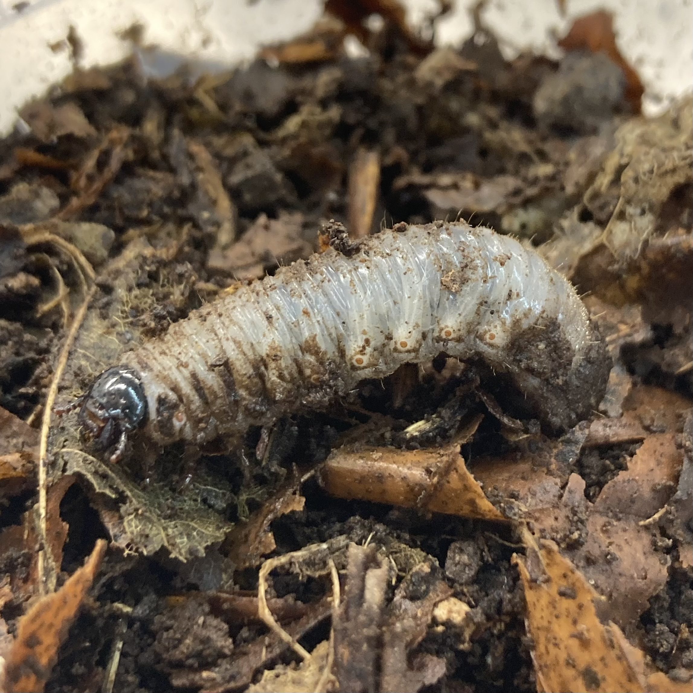 CB LARVAE Serpent Flower Beetle