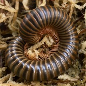 WC American Giant Millipede