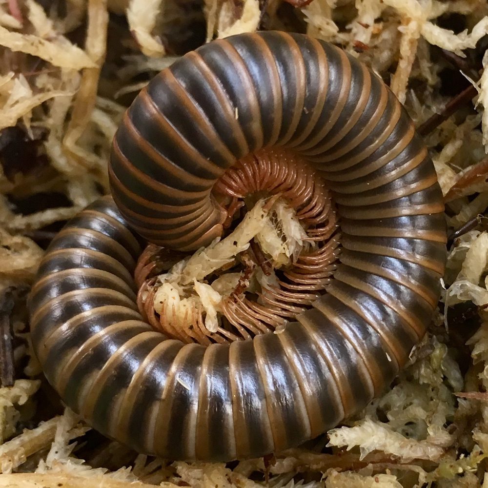 WC American Giant Millipede