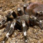 CB 3-4cm Brazilian Red & Black Tarantula