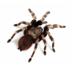 CB 3-4cm Brazilian Red/White Tarantula