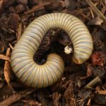 WC Smoky Oak Millipede