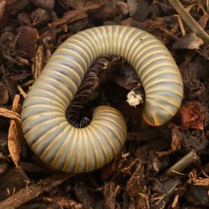 WC Smoky Oak Millipede