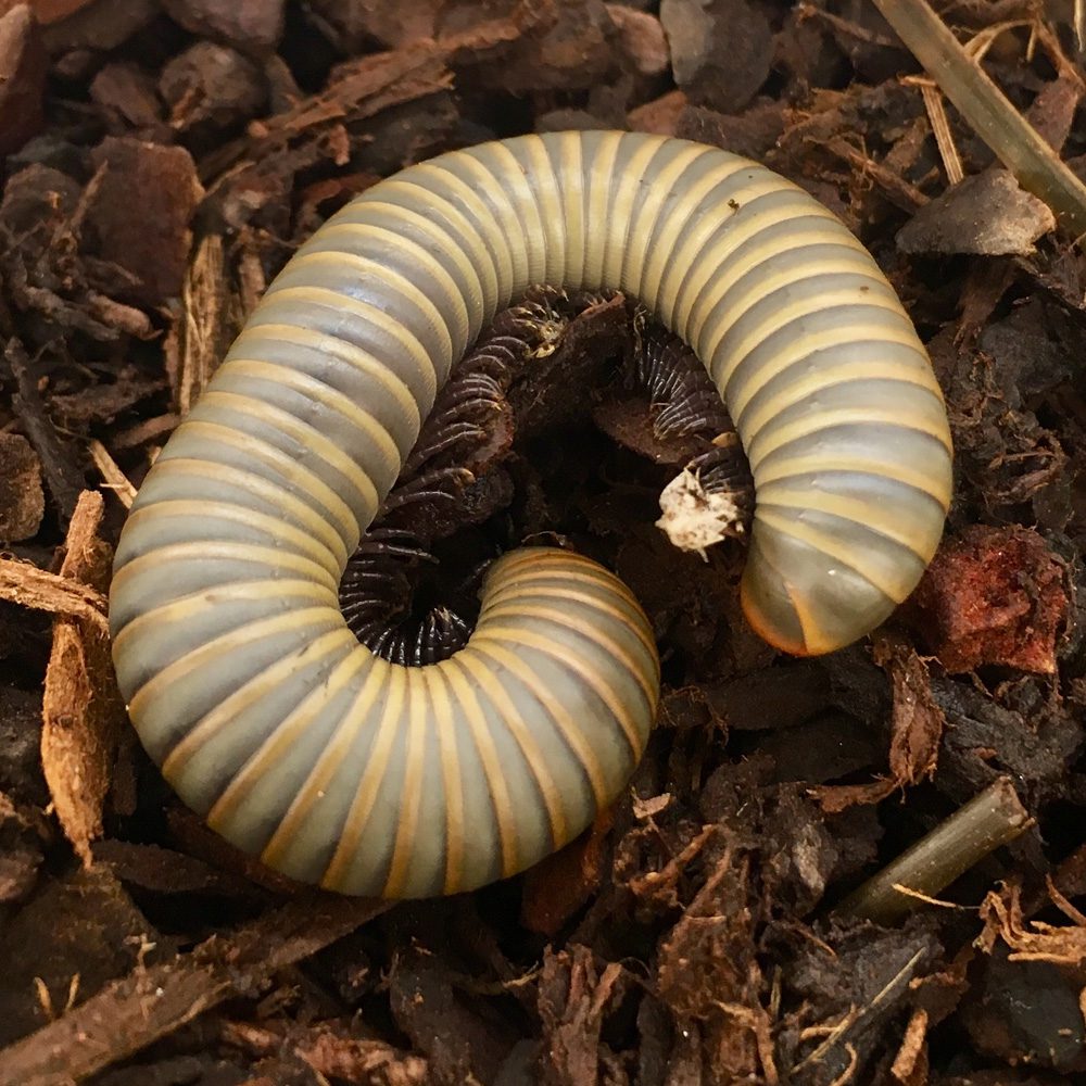 WC Smoky Oak Millipede