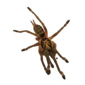 CB Trinidad Olive Tarantula