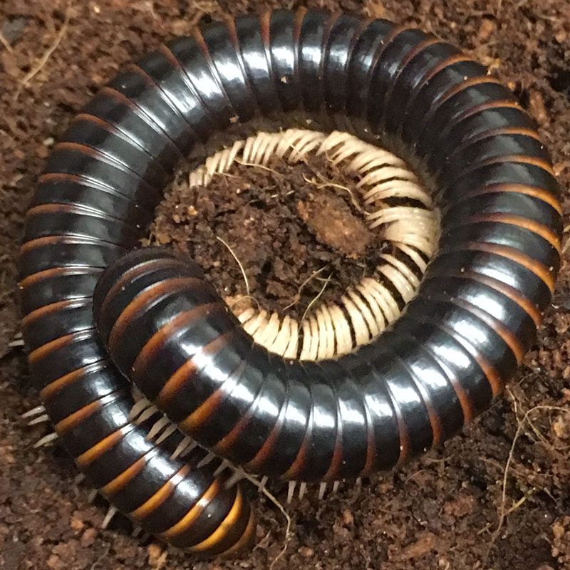 WC Chocolate Millipedes *BUNDLE OF 5*