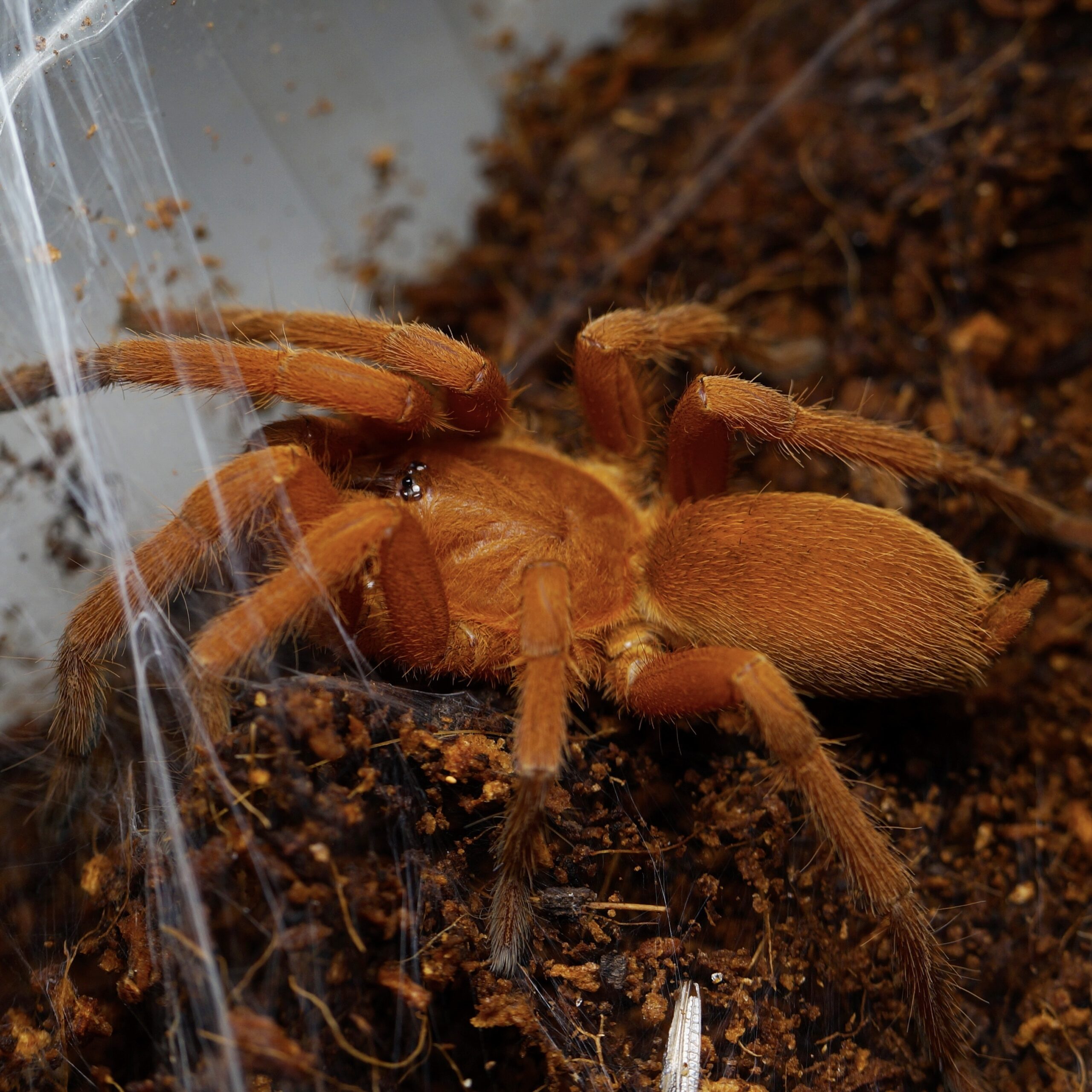 CB Philippine Tangerine Tarantula