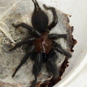 CB Madagascan Marbled Mantis (PA)