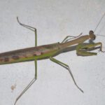 CB Giant Rainforest Mantis (MAJ)