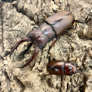 WC MALE Common Red Stag Beetle