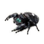 CB Bold Jumping Spider