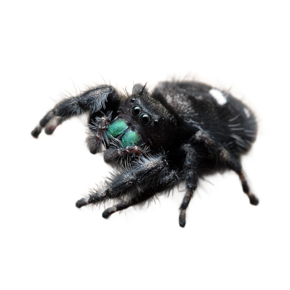 CB Bold Jumping Spider
