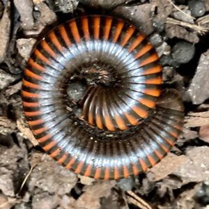 WC Giant Fire Millipede