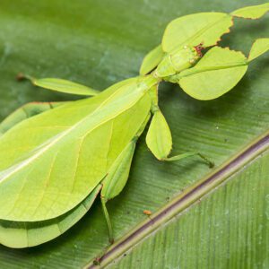 CB Giant Malasian Leaf Insect
