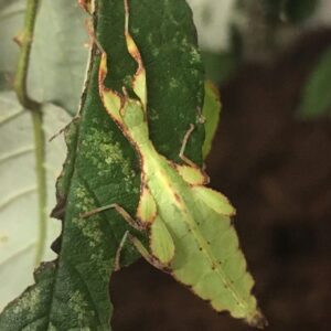 CB Walking Leaf Insect