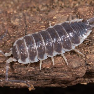 CB Giant Isopod (Pack of 10)