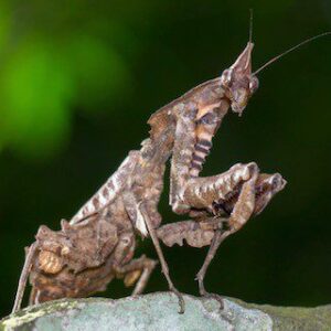 CB Giant Vietnamese Ghost Mantis