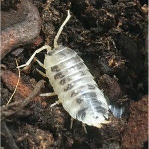 CB Dairy Cow Isopod (Pack of 10)