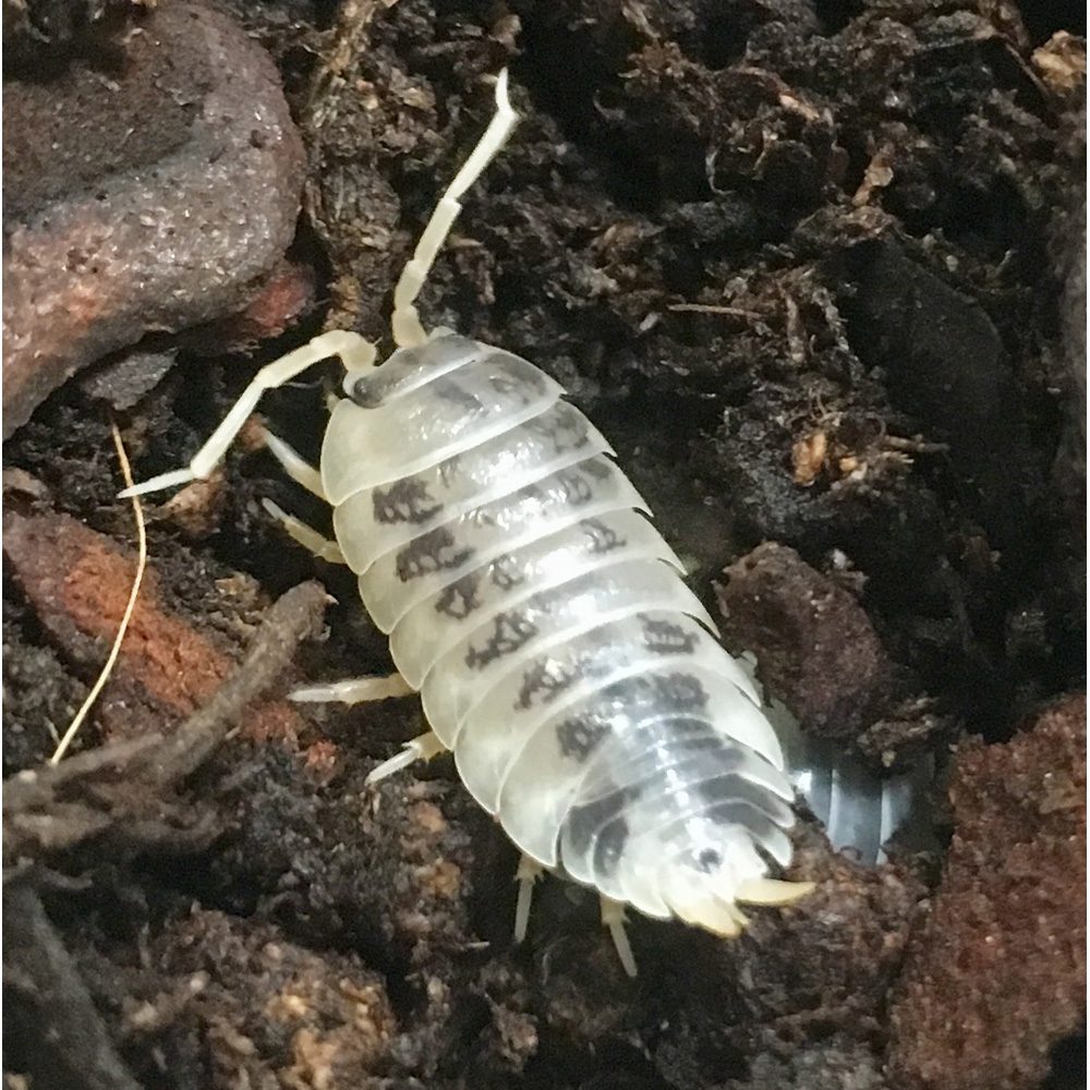 CB Dairy Cow Isopod (Pack of 10) CB Dairy Cow Isopod (Pack of 10)