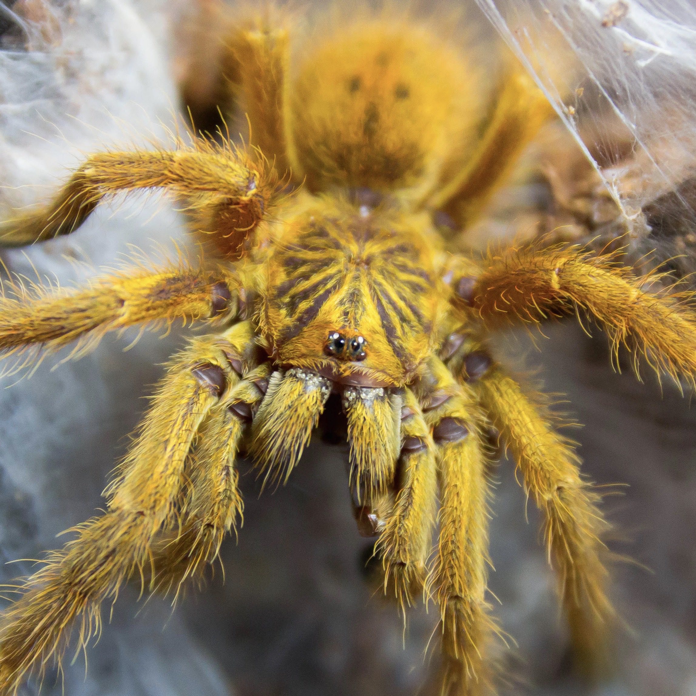 CB Orange Baboon Spider