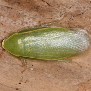 CB Green Banana Cockroach