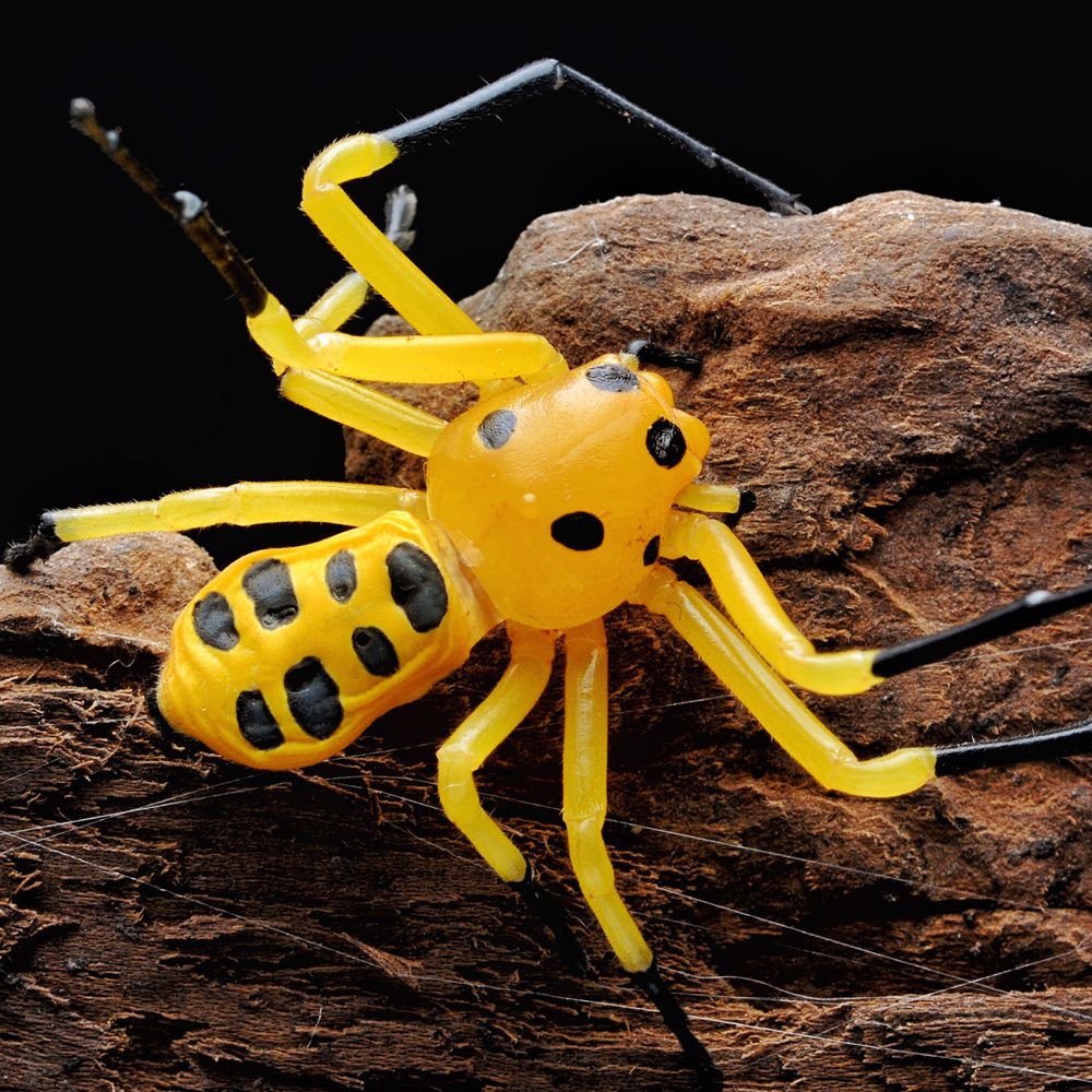 WC Pikachu Crab Spider