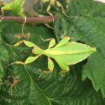 CB B- Grade Philippine Leaf Insect