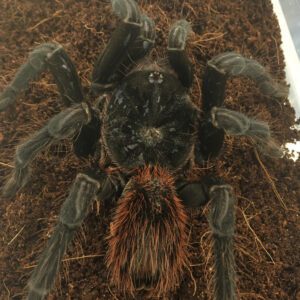 WC Black Fire Birdeater Tarantula