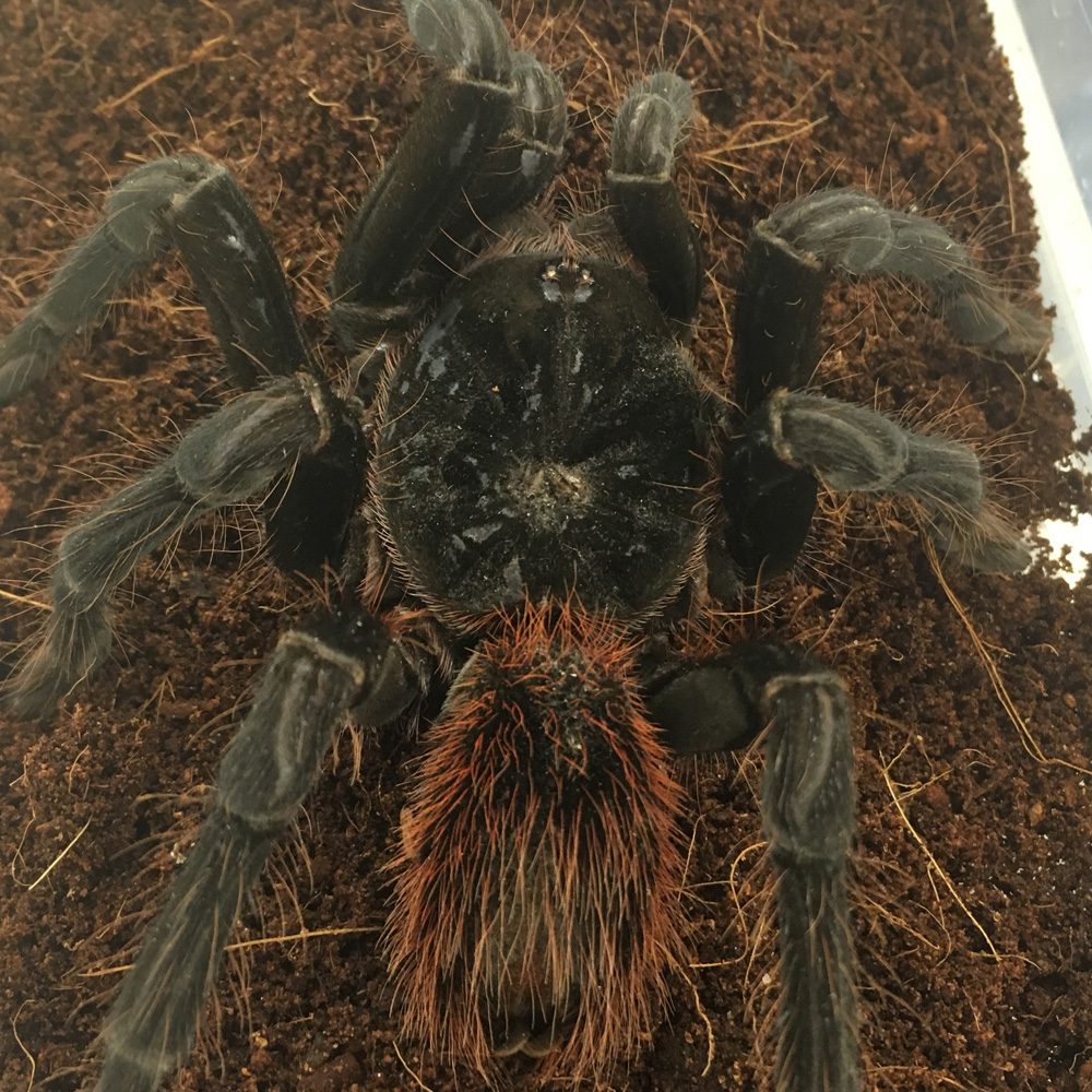 WC Black Fire Birdeater Tarantula WC Black Fire Birdeater Tarantula