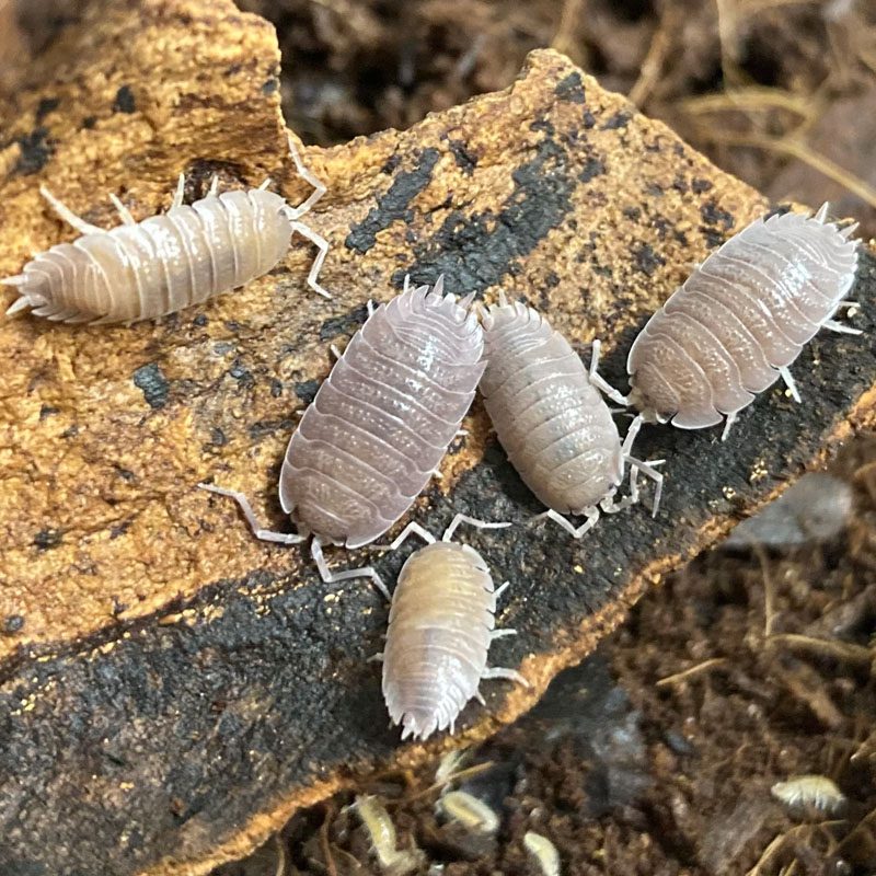 CB Plum Isopod (Pack of 10)
