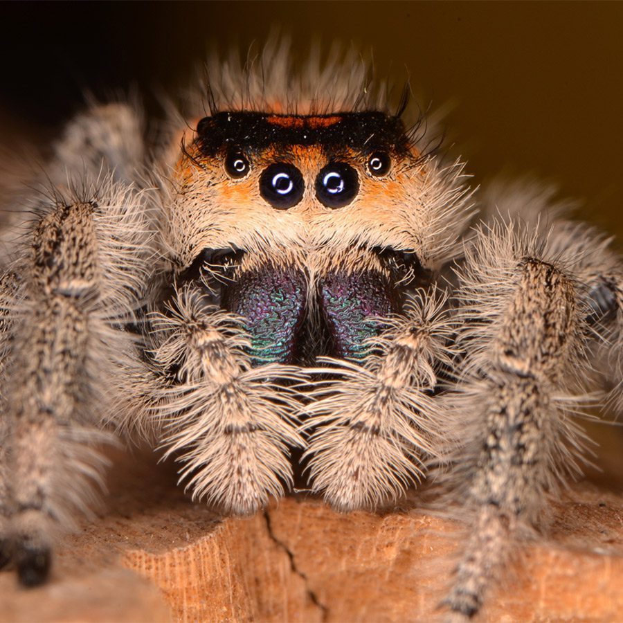 CB Regal Jumping Spider