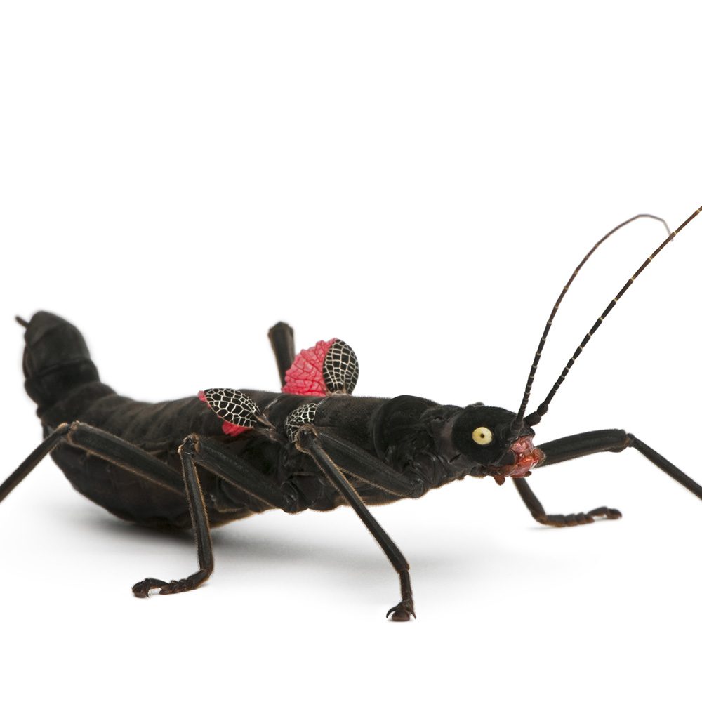 CB Black Velvet Stick Insect (B GRADE)