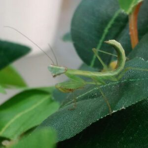CB Tanzanian Mantis (POL)