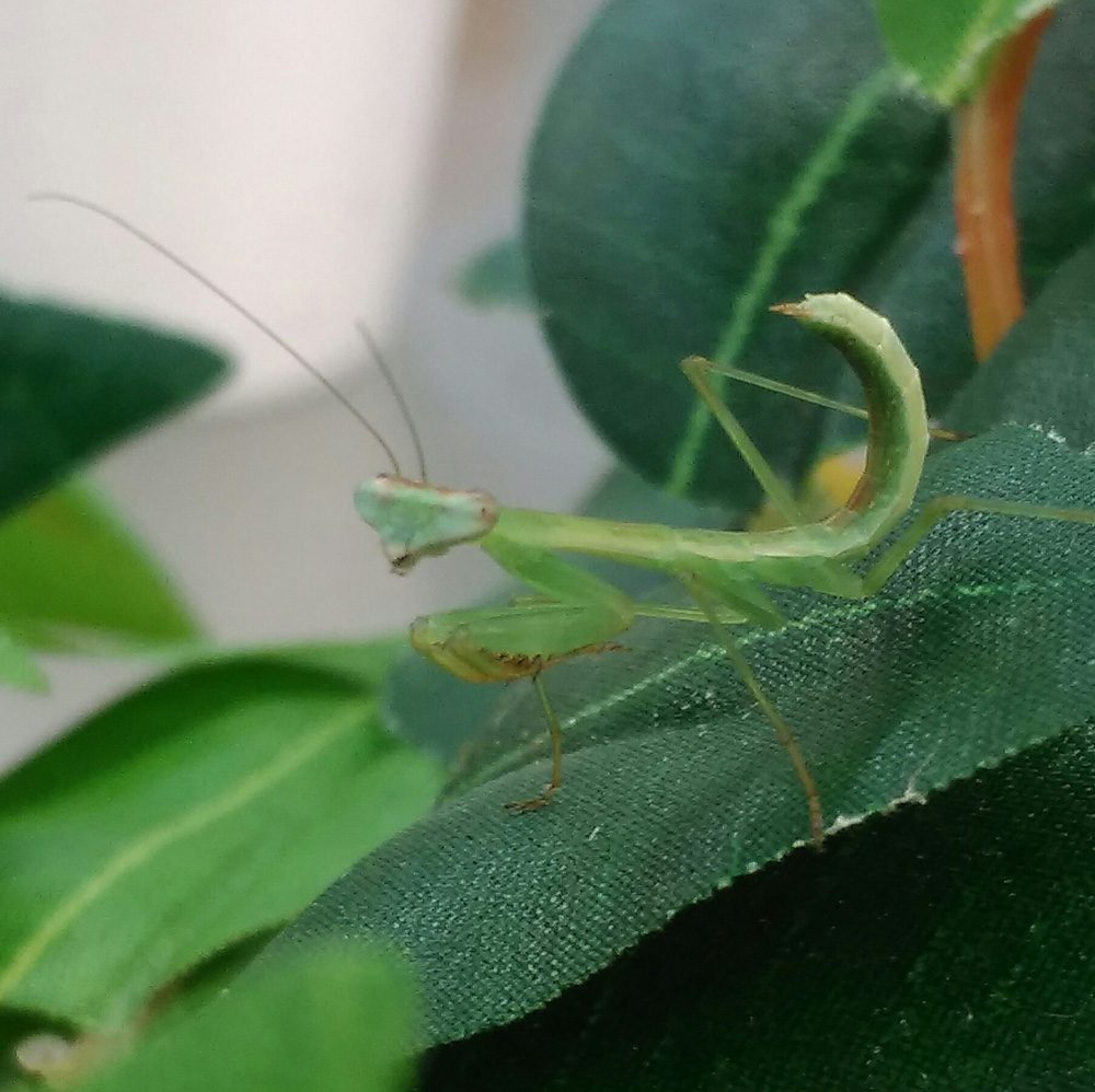 CB Tanzanian Mantis (POL)