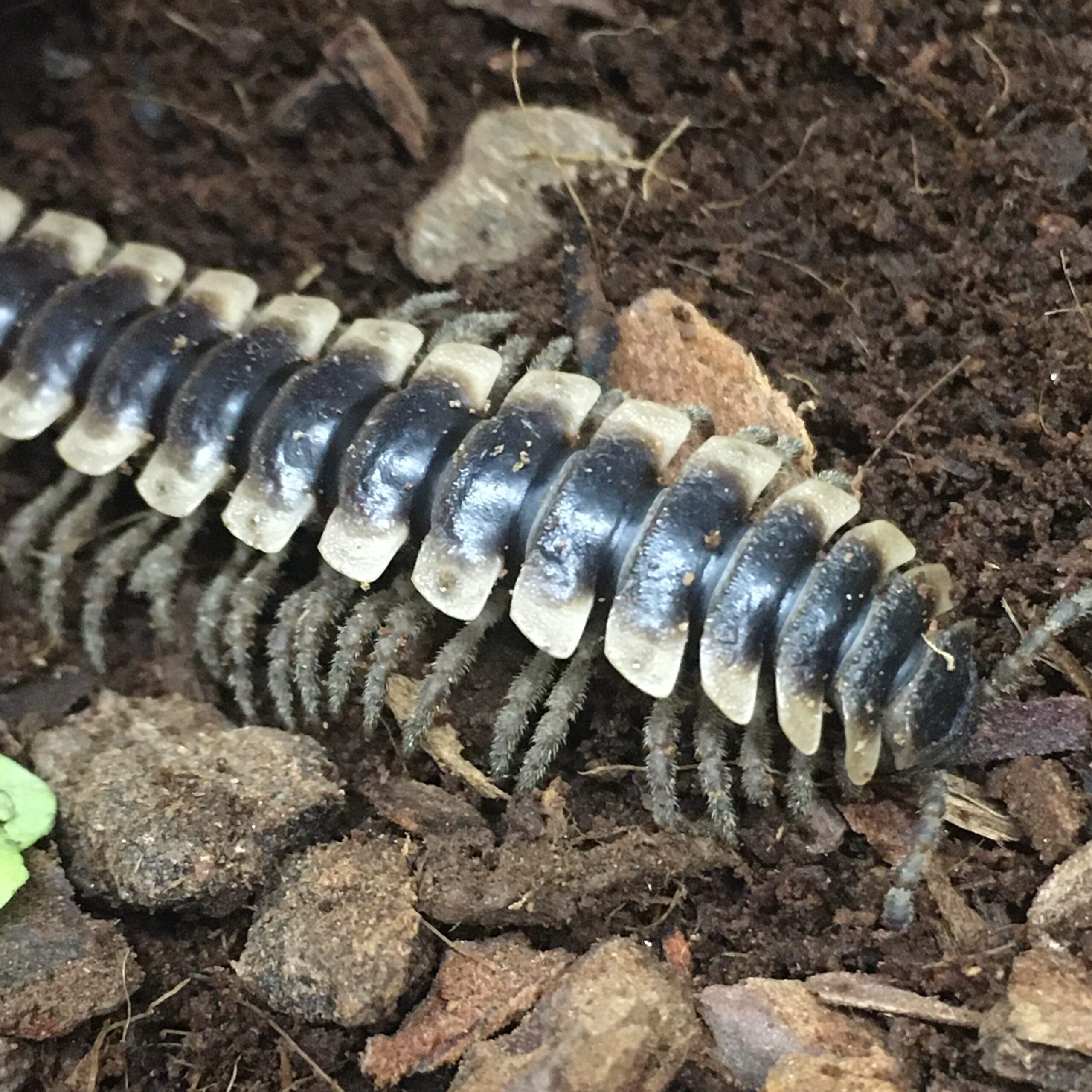 WC Armoured Millipede