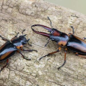 WC PAIR Cameroon Stag Beetle