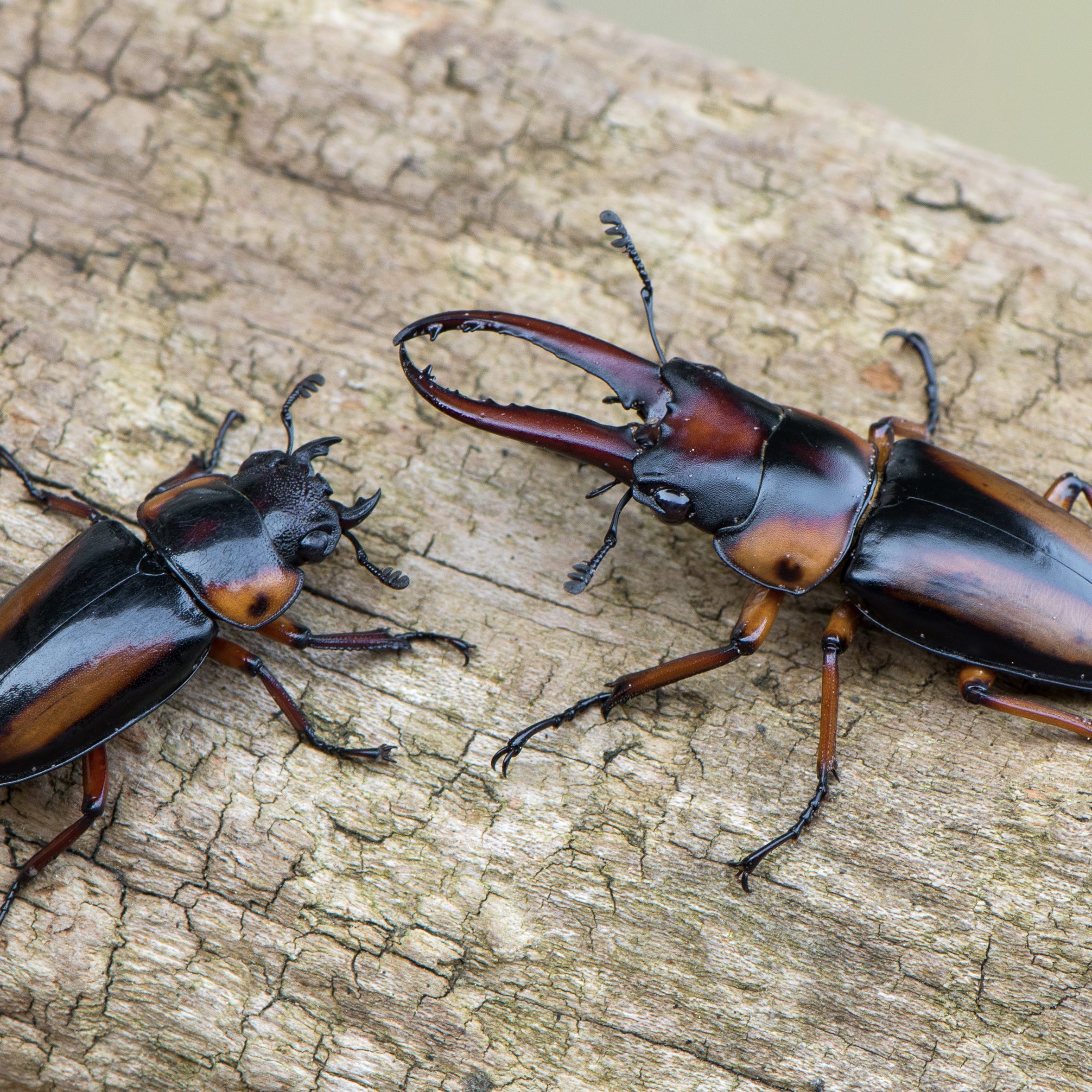 WC PAIR Cameroon Stag Beetle