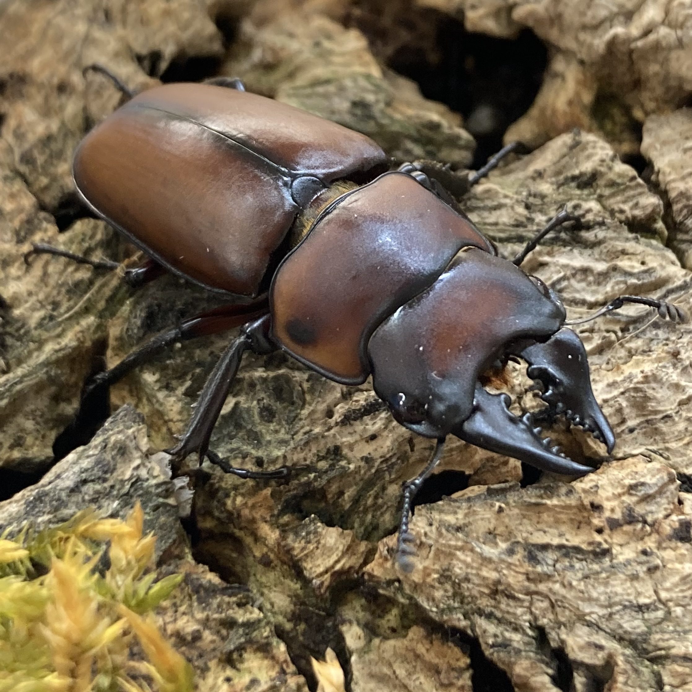 WC PAIR African Stag Beetle