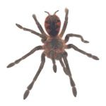 CB Mascara Birdeater Tarantula