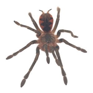 CB Mascara Birdeater Tarantula
