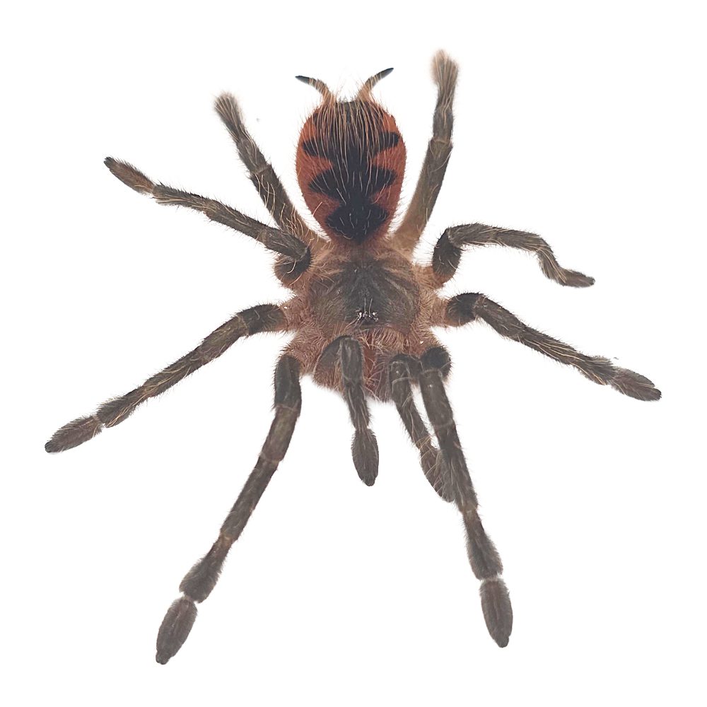 CB Mascara Birdeater Tarantula