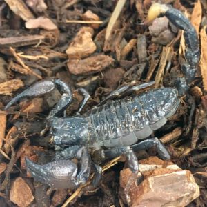 WC Cave Clawed Scorpion