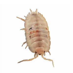 CB Crystal White Isopod (Pack of 10)