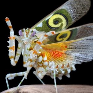 CB Target Mantis PW