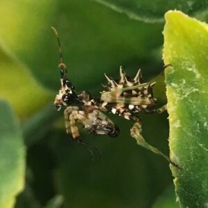 CB Spiny Flower Mantids (PW)