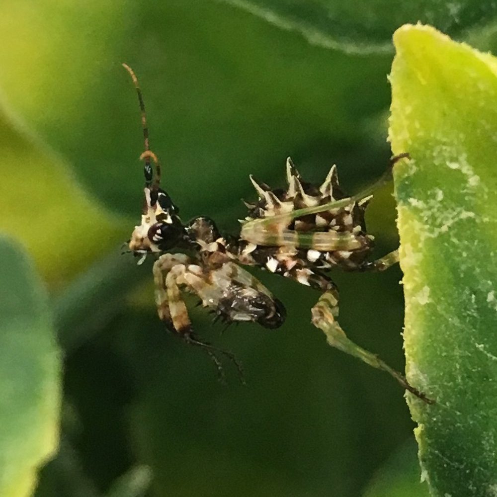 CB Spiny Flower Mantids (PW)