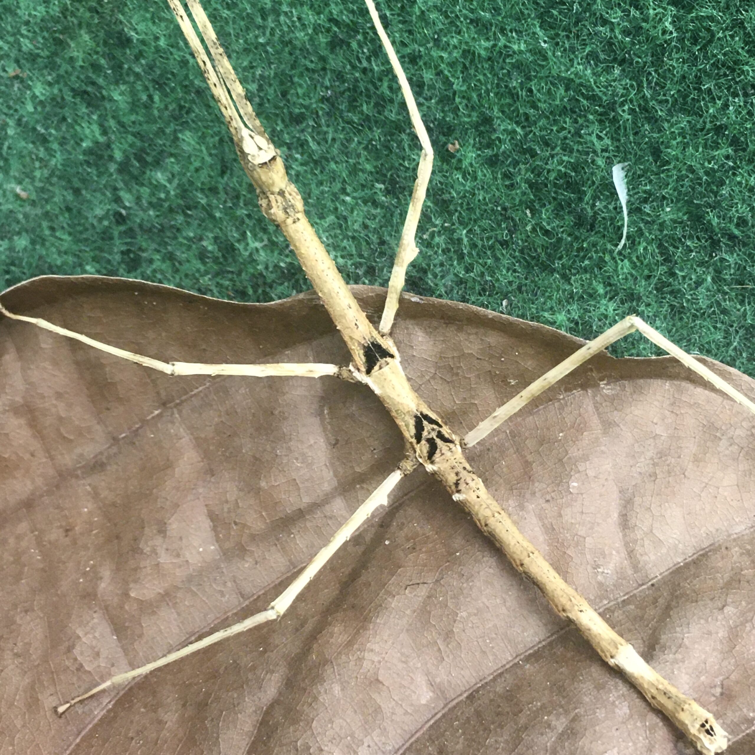 CB Thai Beauty Stick Insect *B-Grade*